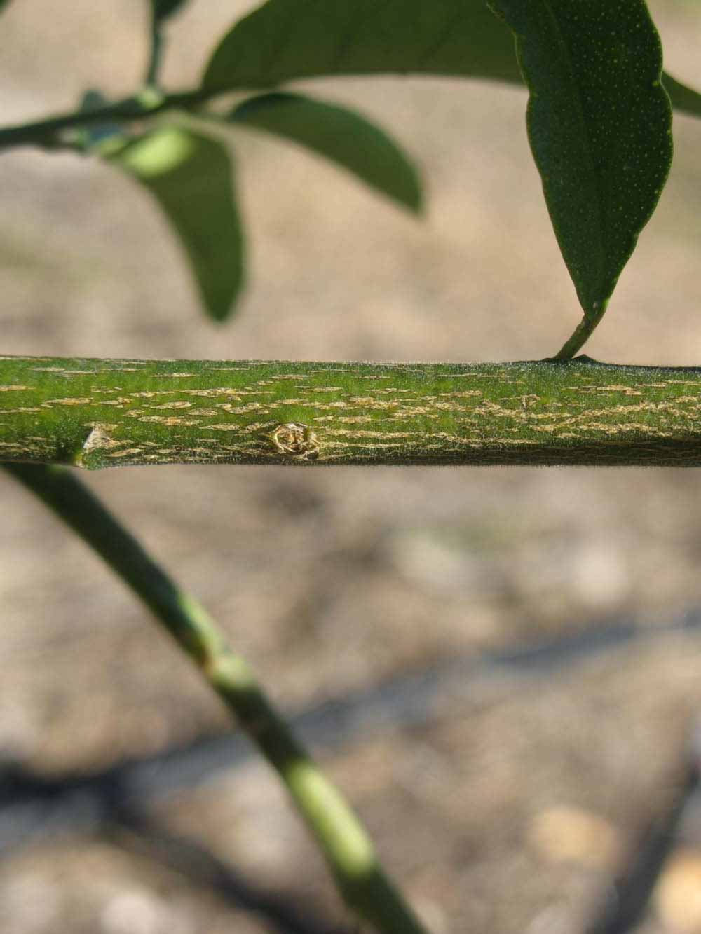              Second - third year twig (Winter Haven, FL)       